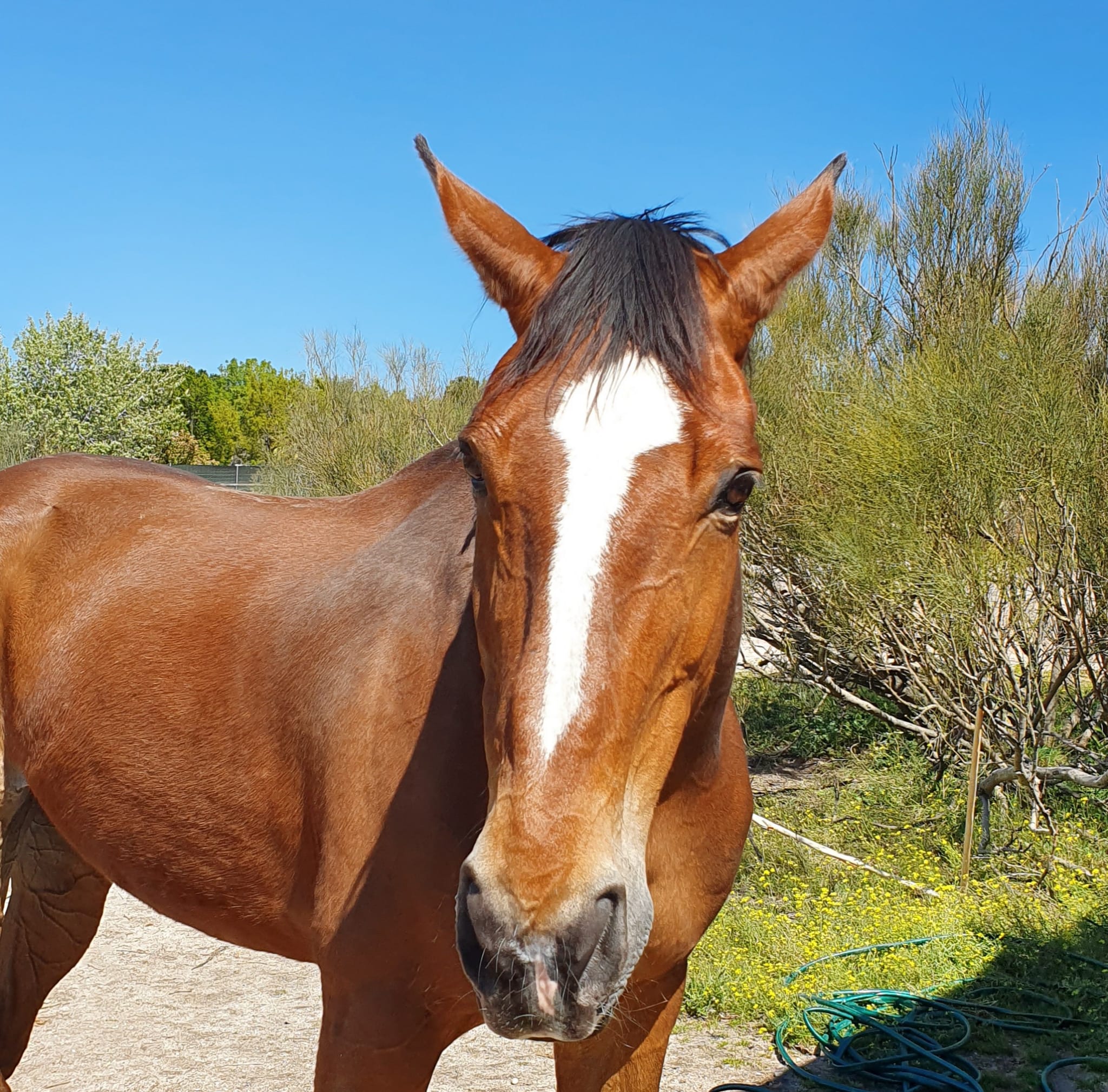 nuestros caballos